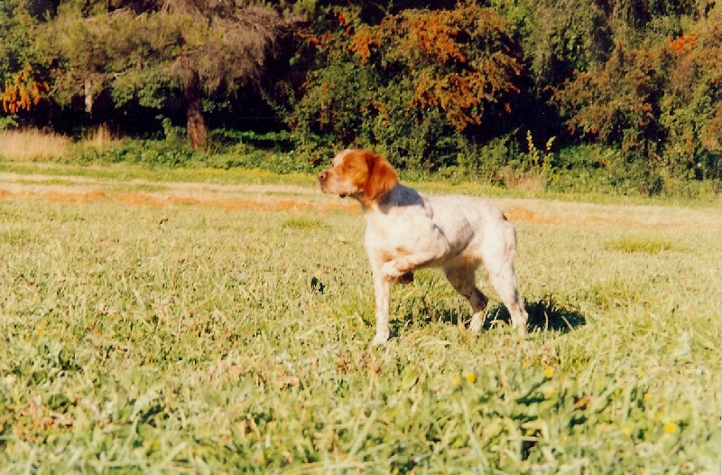TR. Orane Des genets de l'azur