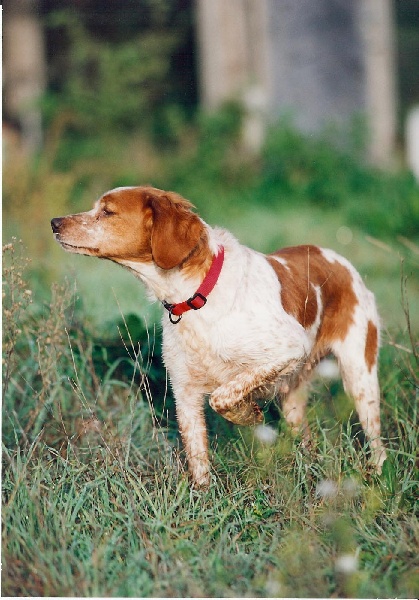 TR. CH. Orka Des genets de l'azur
